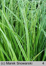 Carex dolichostachya Kaga-nishiki