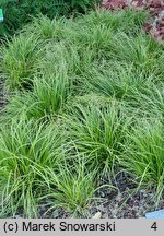 Carex dolichostachya Kaga-nishiki