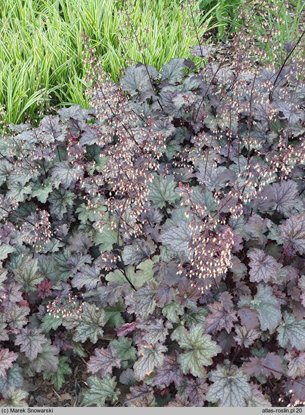 Heuchera Pewter Moon