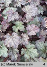 Heuchera Pewter Moon