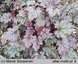 Heuchera Pewter Moon