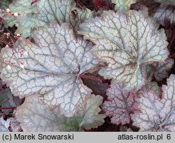 Heuchera Pewter Moon