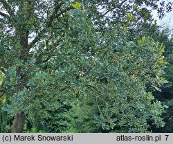 Quercus robur Argenteomarginata