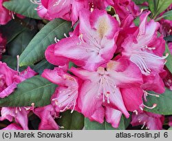 Rhododendron hort. Marabu