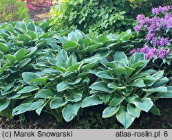 Hosta Tom Schmid