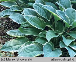 Hosta Tom Schmid