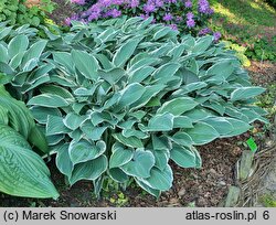 Hosta Tom Schmid