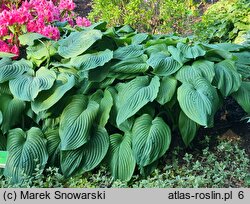 Hosta Jurassic Park