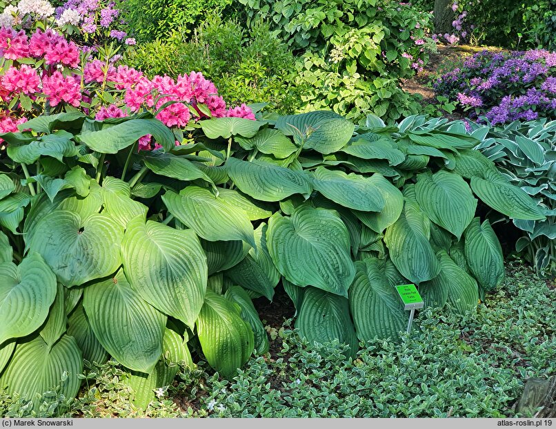 Hosta Jurassic Park