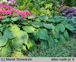 Hosta Jurassic Park