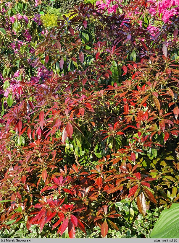 Pieris japonica Katsura