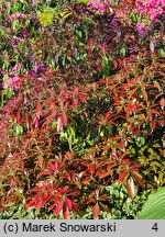 Pieris japonica Katsura