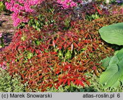 Pieris japonica Katsura