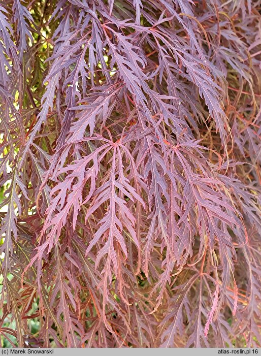 Acer palmatum Garnet