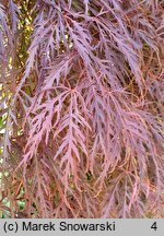 Acer palmatum Garnet