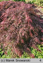 Acer palmatum Garnet