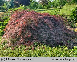 Acer palmatum Garnet