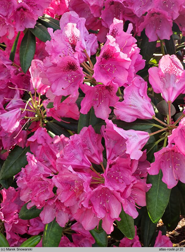 Rhododendron hort. Alarich