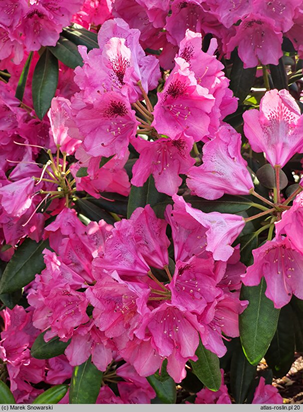 Rhododendron Alarich