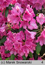 Rhododendron hort. Alarich