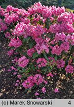 Rhododendron hort. Alarich