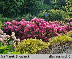 Rhododendron hort. Alarich