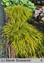 Hakonechloa macra Naomi