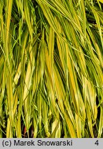 Hakonechloa macra Naomi