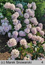 Rhododendron hort. Albert