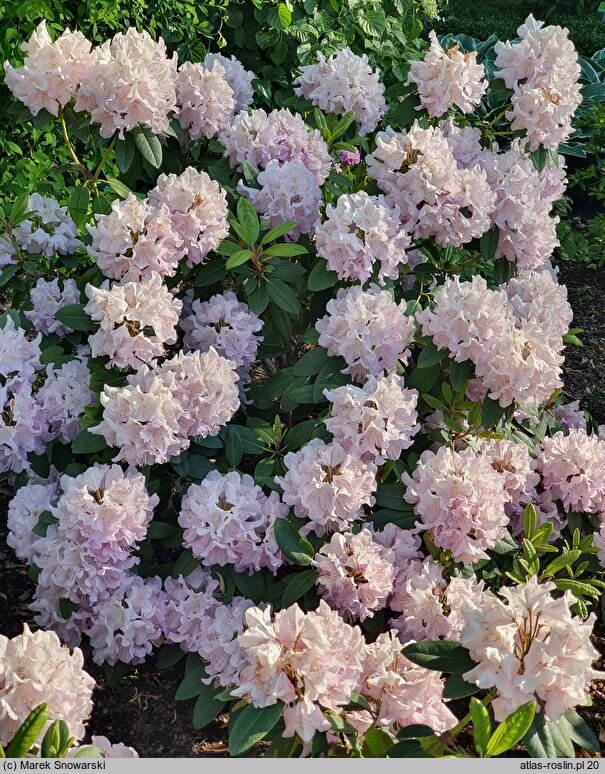 Rhododendron hort. Albert