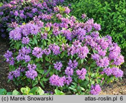 Rhododendron hort. Alfred