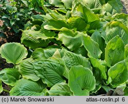 Hosta Winter Snow