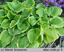 Hosta Winter Snow