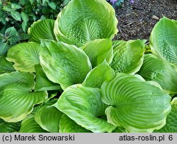 Hosta Winter Snow