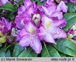 Rhododendron hort. Alma