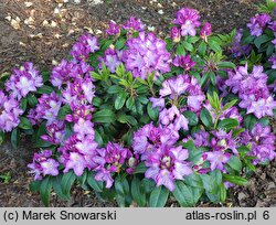 Rhododendron hort. Alma