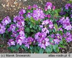 Rhododendron Alma