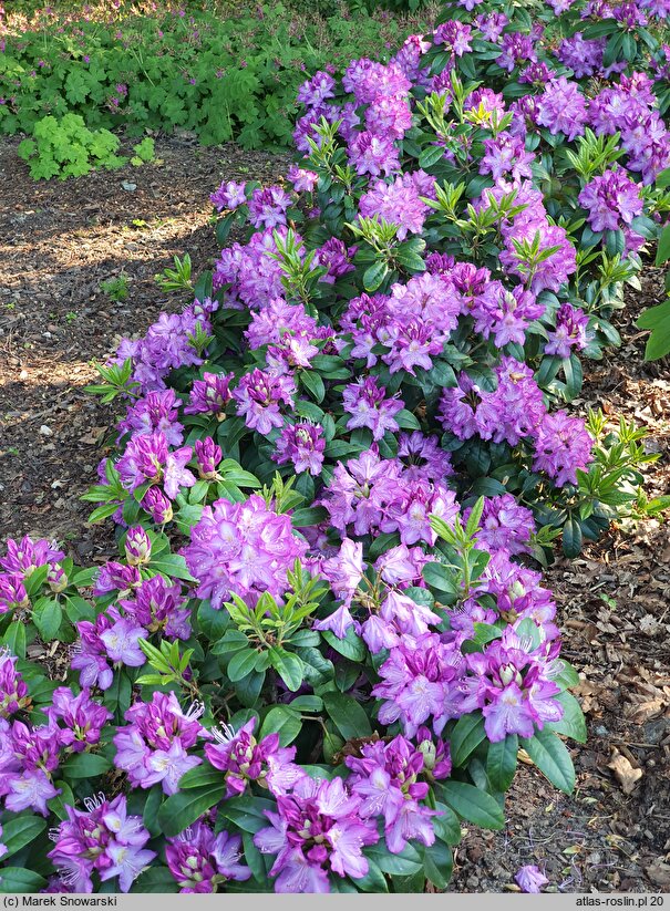 Rhododendron hort. Alma