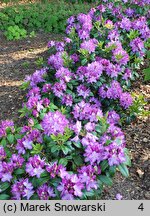 Rhododendron hort. Alma