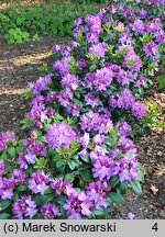 Rhododendron Alma