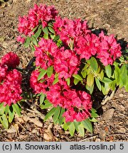 Rhododendron hort. Władysław Jagiełło