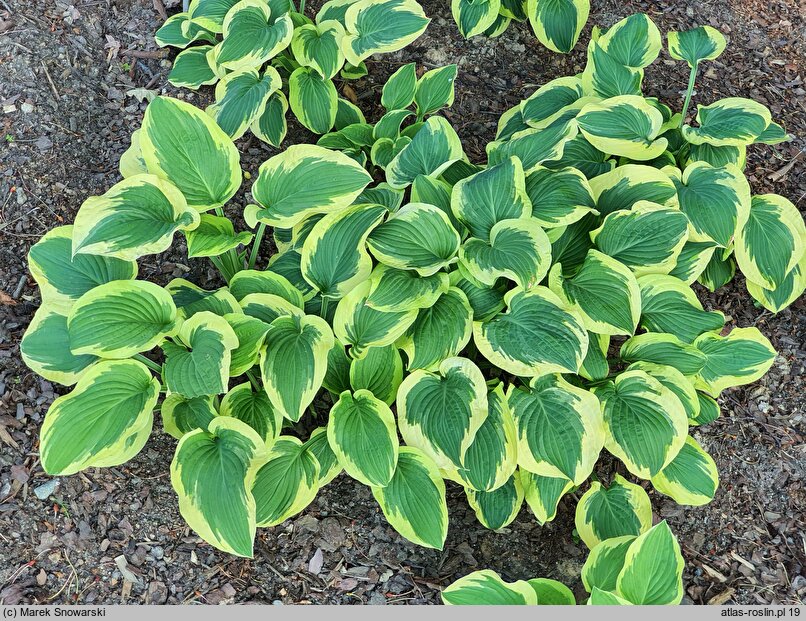 Hosta Bold Edger