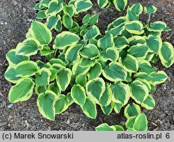 Hosta Bold Edger