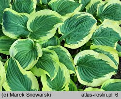 Hosta Bold Edger