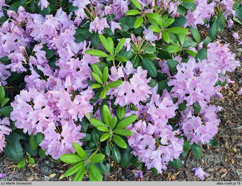 Rhododendron hort. Bella