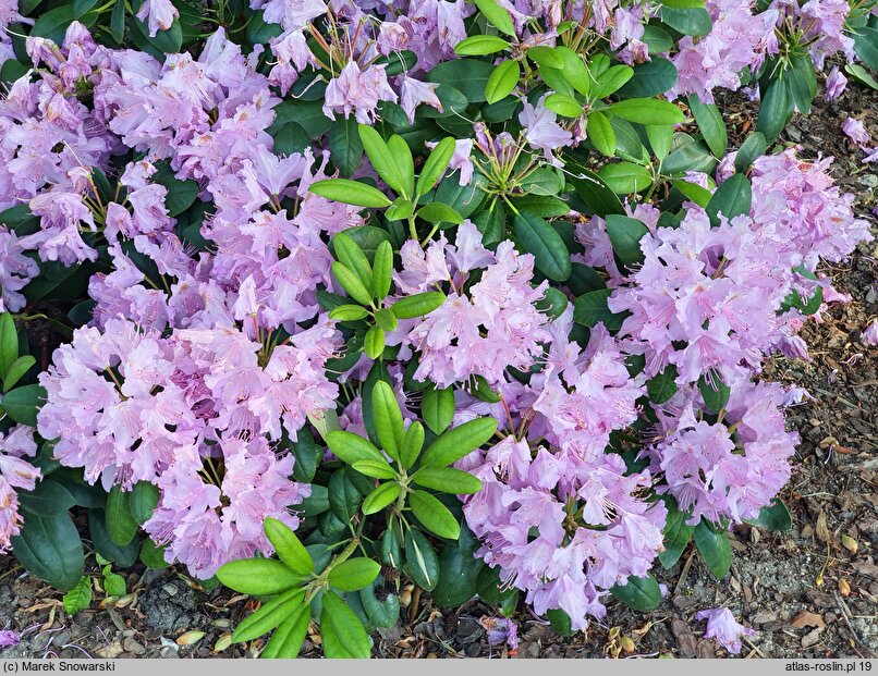 Rhododendron Bella