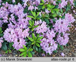 Rhododendron Bella