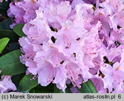 Rhododendron Bella