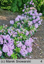 Rhododendron Bella