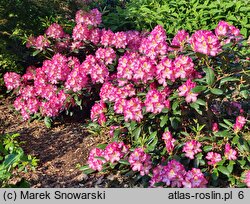Rhododendron hort. Junifee